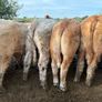 25 smashing Charlie bullocks Image 7