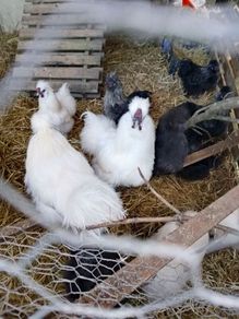 Silkie roosters and hatching eggs for sale.