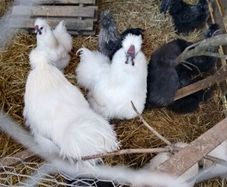 Silkie roosters and hatching eggs for sale.