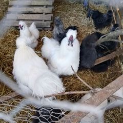 Silkie roosters and hatching eggs for sale.