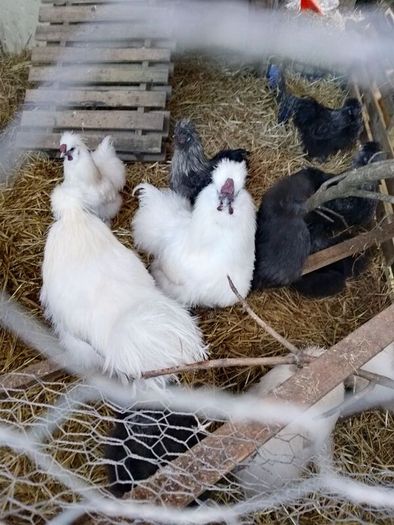Silkie roosters and hatching eggs for sale.