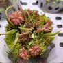 Aqua-Art VivoVerde Microterrarium with insectivorous plants 2L - ver3 Image 2