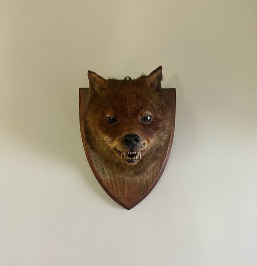 Antique Taxidermy Red Fox Mask