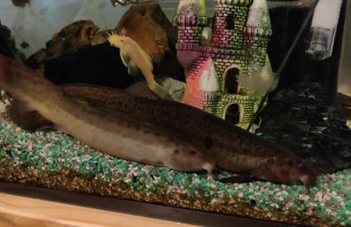 aquarium