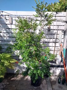 trees