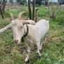 goat Image 4