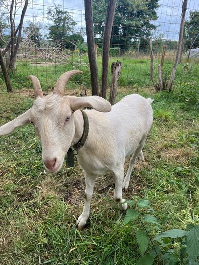 goat