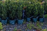 Portuguese Laurel Hedging from 5 euro
