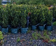 Portuguese Laurel Hedging from 5 euro