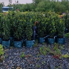 Portuguese Laurel Hedging from 5 euro