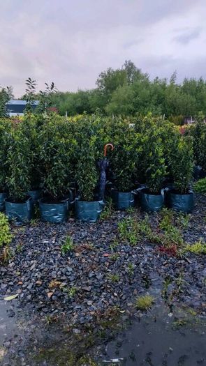 Portuguese Laurel Hedging from 5 euro