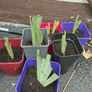 Plants. Image 4