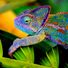 Cameleon