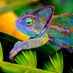 Cameleon