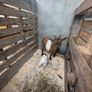 Pygmy Goats Image 9