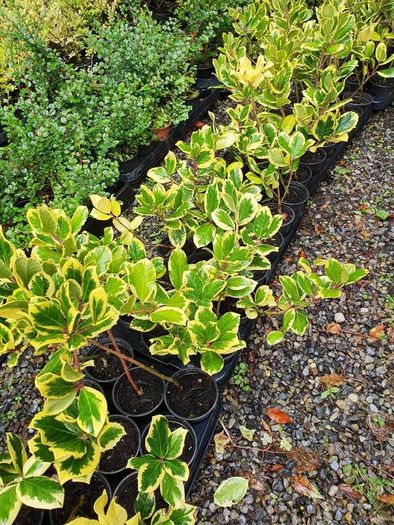 Golden and Green Privet Hedging One Euro