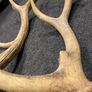 Deer Antlers Image 8