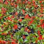 Red Robin Hedging Plants Image 9