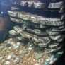 Juwel corner tank free Image 4