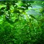 6 species Aquarium plants Image 4