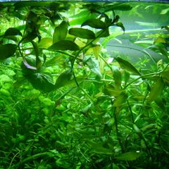 6 species Aquarium plants