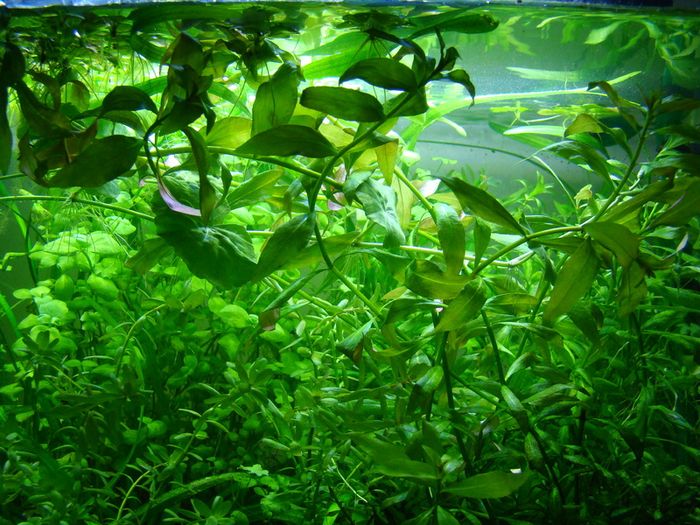 Aquarium plants