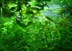 Aquarium plants