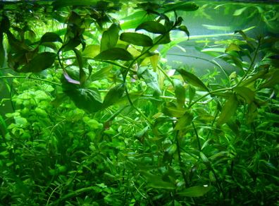 Aquarium plants