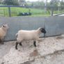 Ewe lambs Image 5