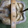 Large Antique 1888 Victorian Lion Head Architectural Salvage Doorknocker Image 8