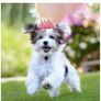Dog Crown Image 2