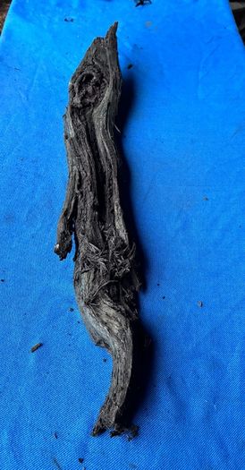 bog oak