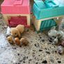 Little live pets bundle Image 2