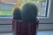 Golden Ball Cactus (Parodia) with Red Ceramic Pot