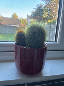Golden Ball Cactus (Parodia) with Red Ceramic Pot