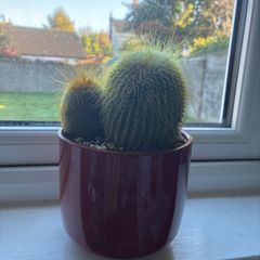Golden Ball Cactus (Parodia) with Red Ceramic Pot