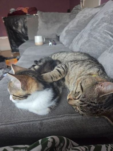 Kitten for adoption