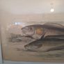 Antique fish prints 1840 Image 4