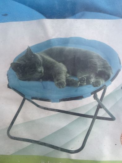 pet