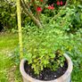 Potted Salvia Hot Lips Image 2