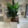 Large artificial plants Image 3