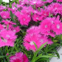 (D) Dianthus Supra H seeds (10s) (415489)