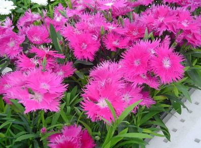 (D) Dianthus Supra H seeds (10s) (415489)