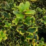 Cherry Laurel 3ft 3 litre pot 5 euro Image 10