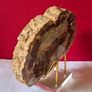Fossilized wood, Madagascar, Triassic period. Image 4