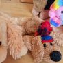 11 cute pups & dogs Image 4