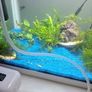Fish Image 5