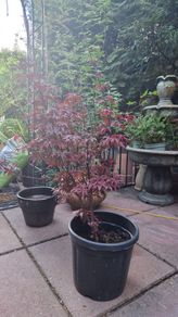 Japanese acer