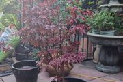 Japanese acer