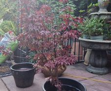 Japanese acer